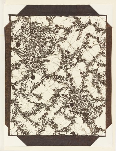 Kata-gami - Feuilles et baies de genévrier - Unbekannt Unbekannt